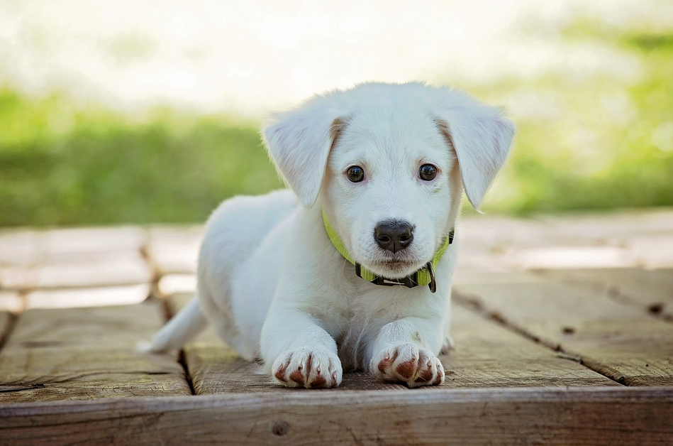 Pet