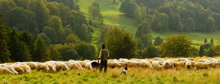 Sheepherd