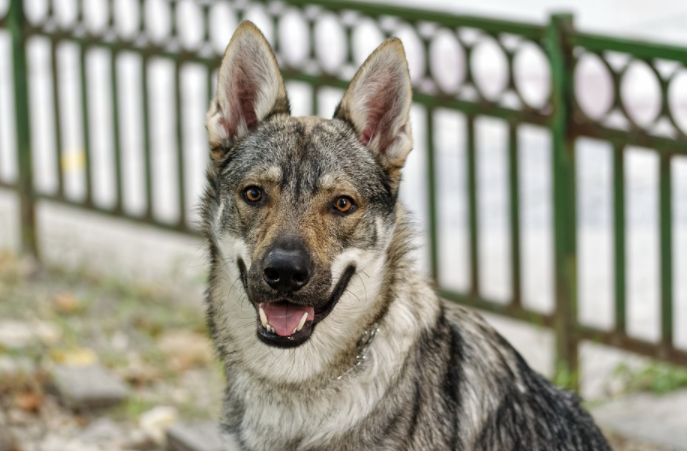 Dog fence